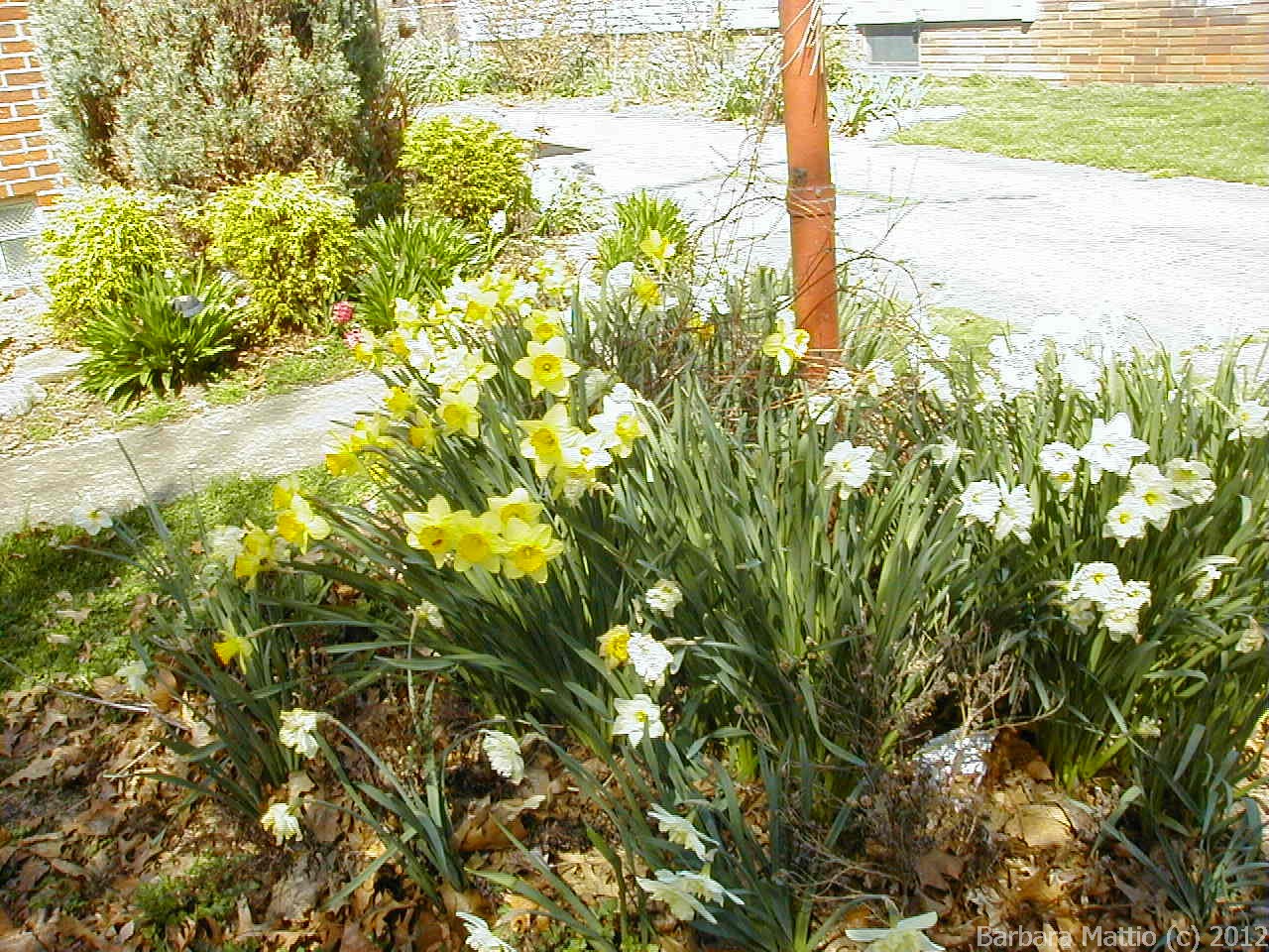 Image005