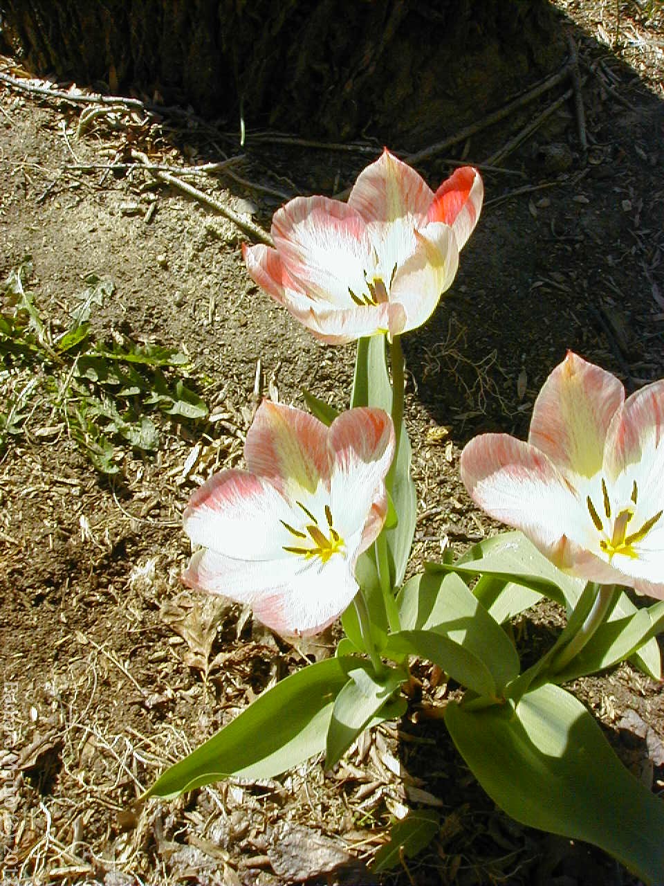 Image006