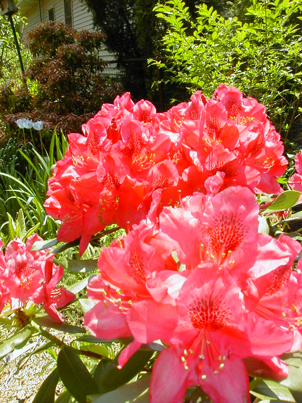 Image015