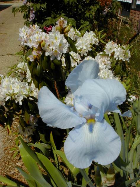 Iris and Rhody