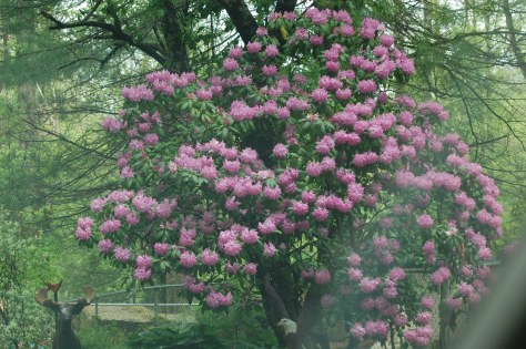 I love lavender. Photograph and copyright by Barbara Mattio, 2016