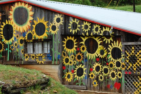 I named this the Sunflower House. Photography and copyright by Barbara Mattio, 2016