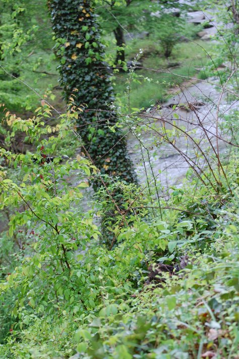 A creek which feeds the Broad River. Photograph and copyright by Barbara Mattio, 2016