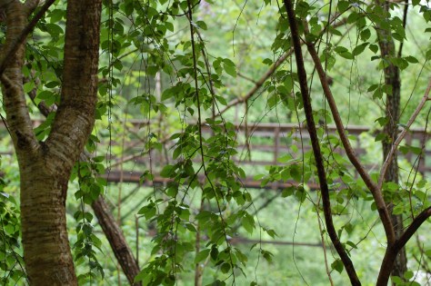 Wooden bridge over the Broad River. Photograph and copyright by Barbara Mattio, 2016