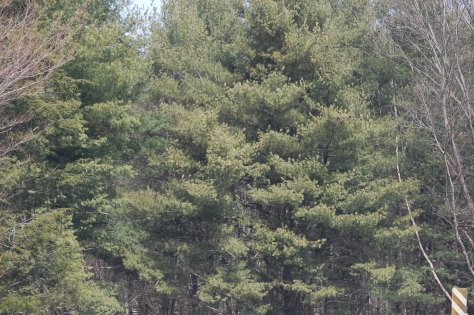 Evergreens. Photograph and copyright by Barbara Mattio, 2014