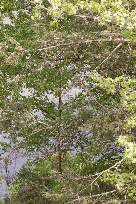 The trees give us clean air and shade in the summer. Photograph and copyright by Barbara Mattio, 2016