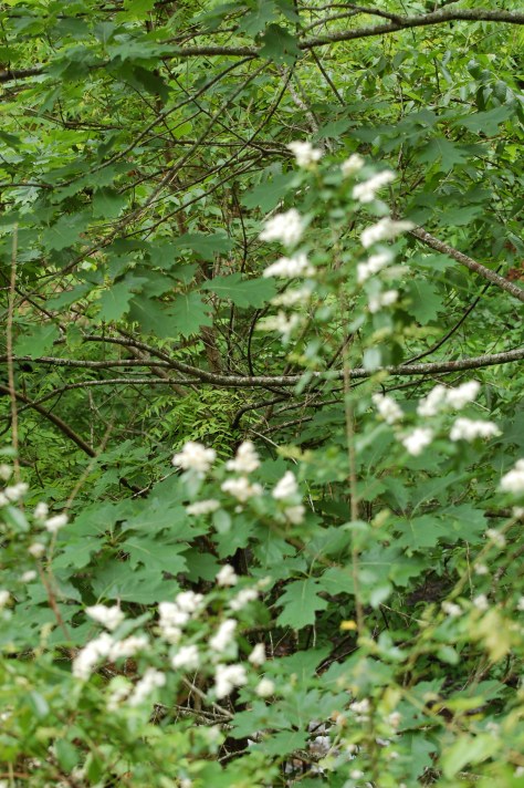 Mountain wild flowers. Photograph and copyright by Barbara Mattio, 2016