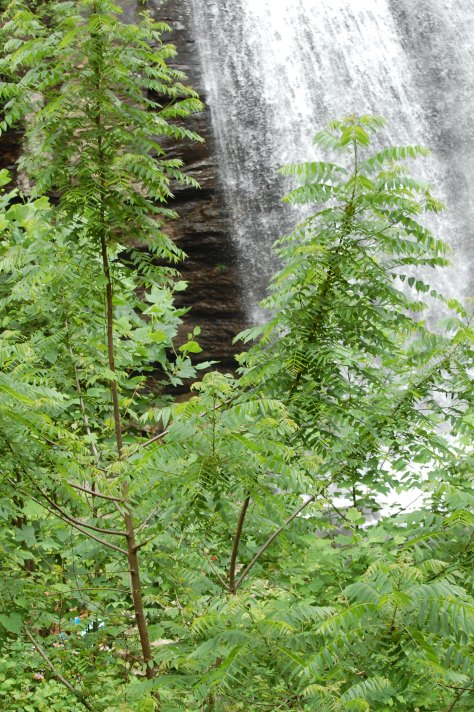 The falls through the trees. Photograph and copyright by Barbara Mattio, 2016