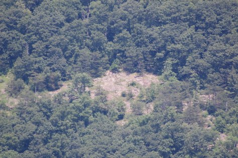 Along the way there are bald spots that nothing grows in. Photograph and copyright by Barbara Mattio, 2016