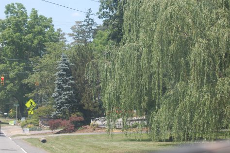 I loved the weeping willow tree on the mountainside. Photograph and copyright by Barbara Mattio, 2016