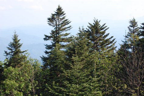 The edge of one of the gardens. Photograph and copyright by Barbara Mattio, 2016