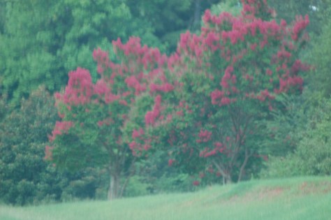Purple crepe myrtle photograph and copyright by Barbara Mattio 2016