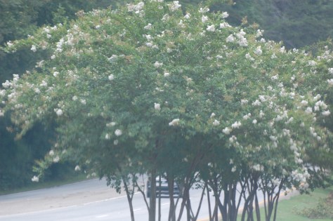 White Crepe Myrtle Photograph and Copyright by Barbara Mattio 2016