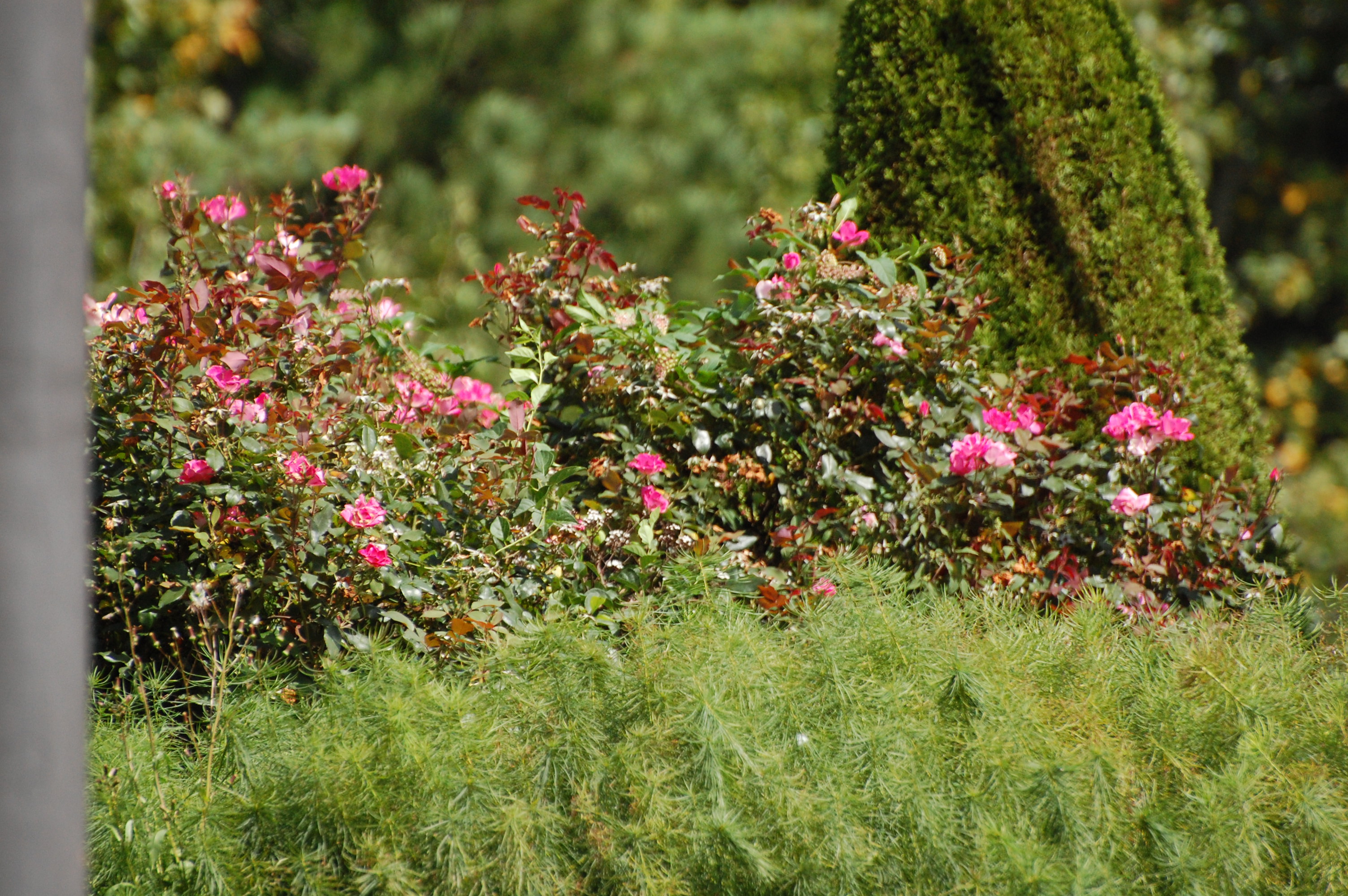 The last roses Photograph and copyright by /barbara Mattio, 2016