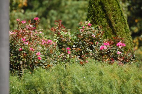 The last roses Photograph and copyright by /barbara Mattio, 2016