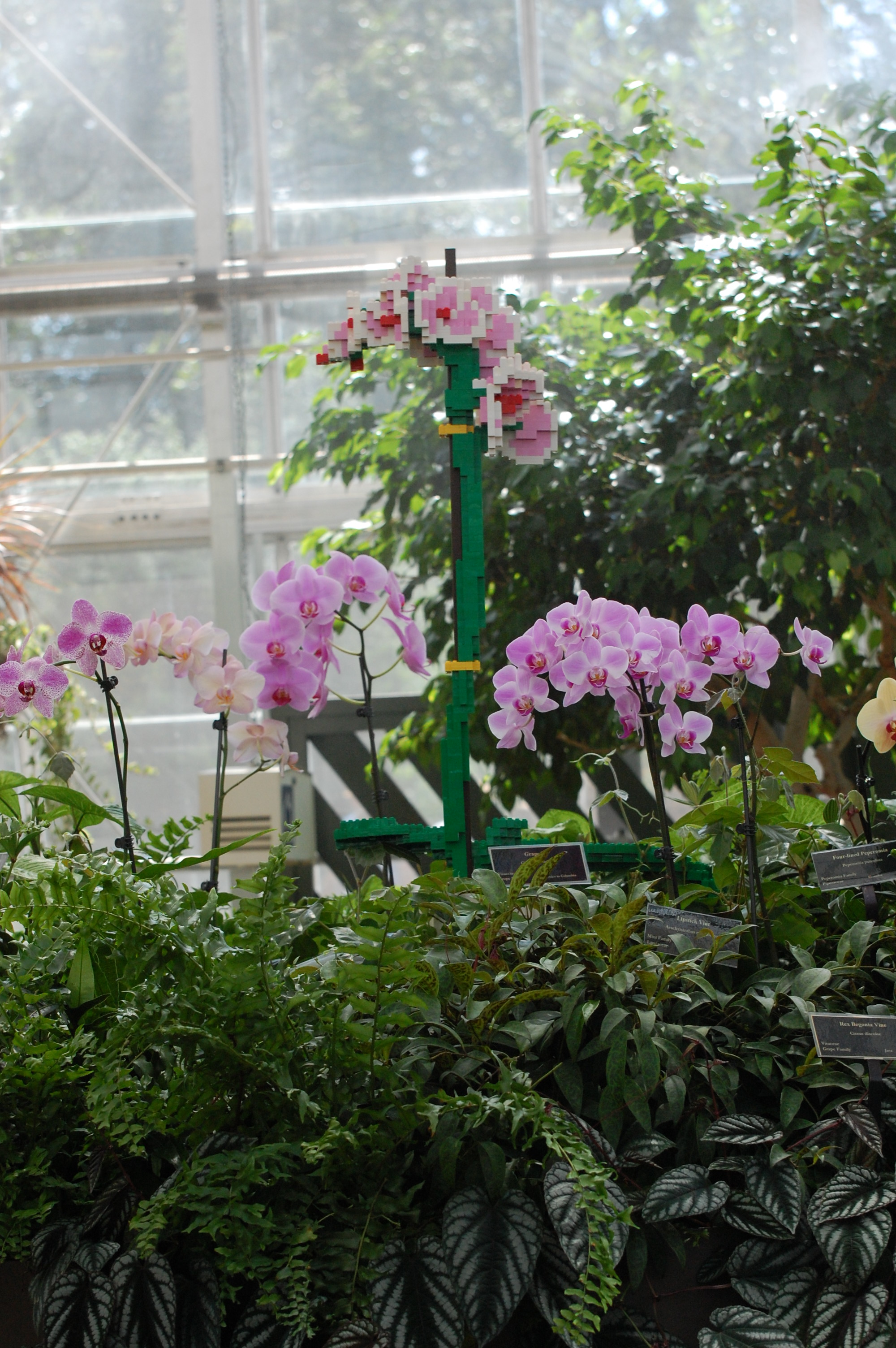 From the greenhouse. Photograph and copyright by Barbara Mattio, 2016
