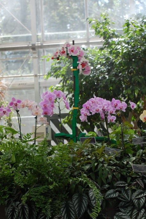 From the greenhouse. Photograph and copyright by Barbara Mattio, 2016