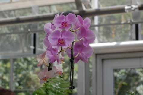 Purple Orchid (this one is real!)