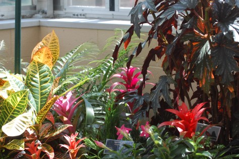 The tropical. Photograph and copyright by Barbara Mattio, 2016