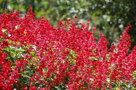 The flame of blossoms. Photograph and copyright by Barbara Mattio, 2016