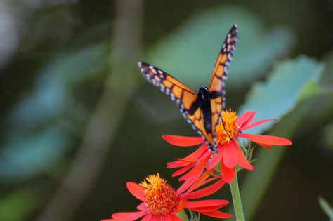 The gathering of the Monarch butterfly. Photograph and copyright by Barbara Mattio, 2016