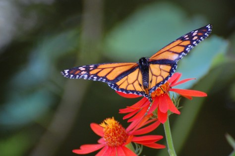 Real Monarch Butterfly on Flower