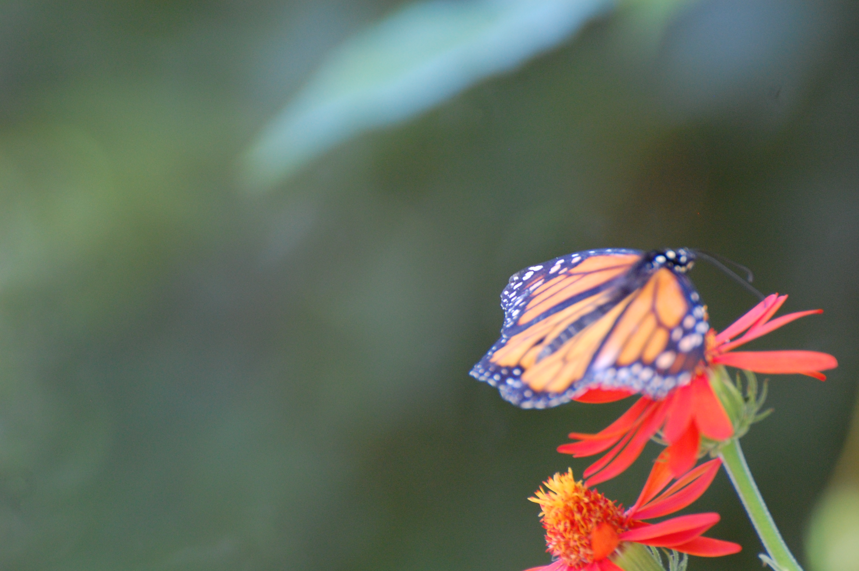 They track the Monarch butterflies to follow their migration paths. Photograph and copyright by Barbara Mattio, 2016