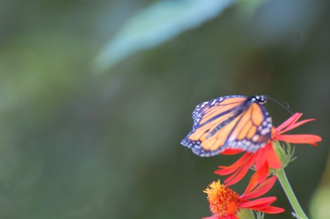 They track the Monarch butterflies to follow their migration paths. Photograph and copyright by Barbara Mattio, 2016