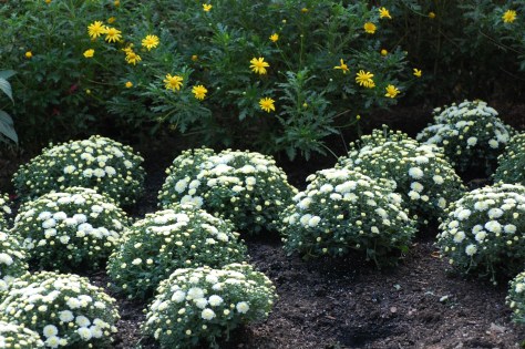 Mums in the fall garden. Photograph and copyright by Barbara Mattio, 2016
