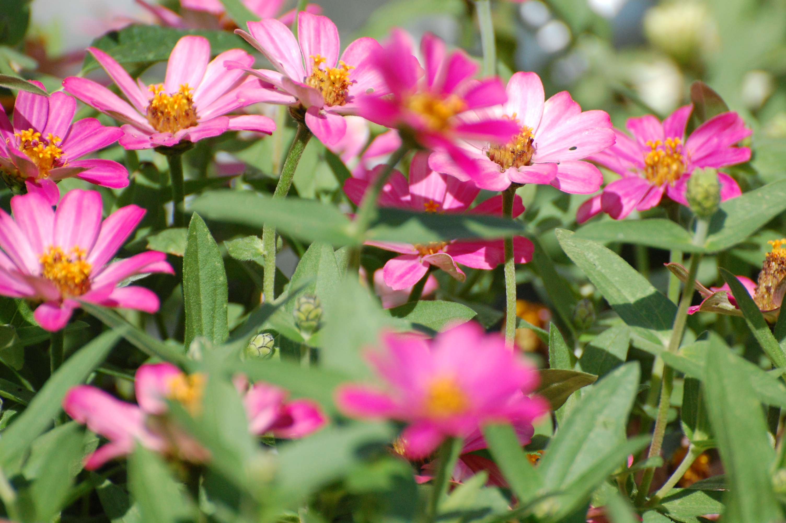 Life is pink. Photograph and copyright by Barbara Mattio, 2016