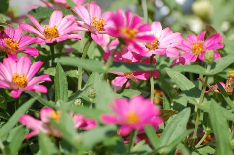 Life is pink. Photograph and copyright by Barbara Mattio, 2016