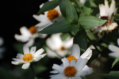The pale beauties. Photograph and copyright by Barbara Mattio, 2016