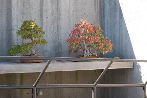 Bonsai in autumn. Photograph and copyright by Barbara Mattio,2016