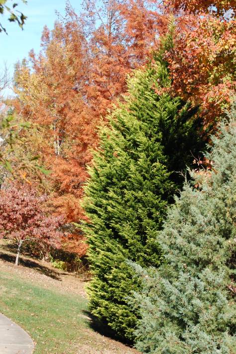 A row of color. Photograph and coppright by Barbara Mattio, 2016