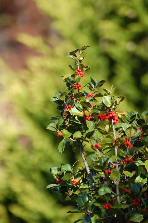 Holly and berries. Photograph and copyright by Barbara Mattio, 2016
