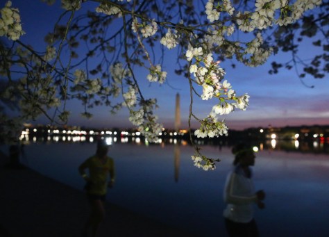 Joggers run past blooming cherry blossoms that surround the Tidal Basin on March 24. The National Park Service had predicted that the cherry blossom trees would reach peak bloom later that day. Getty